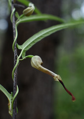 Aristolochia thozetii