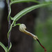 Aristolochia thozetii - Photo (c) Russell Cumming,  זכויות יוצרים חלקיות (CC BY-NC), הועלה על ידי Russell Cumming
