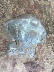 Catostylus