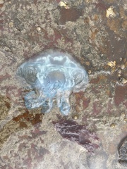 Catostylus