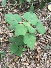 Endospermum chinense