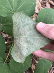 Endospermum chinense