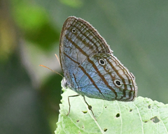 Caeruleuptychia caerulea