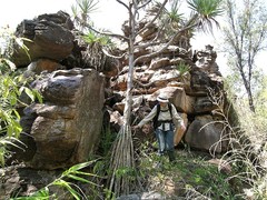 Pandanus basedowii