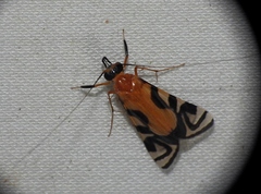 Macrostemum negrense