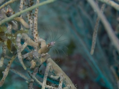 Ralpharia gorgoniae
