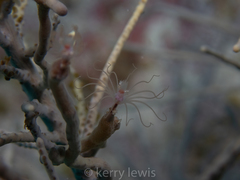 Ralpharia gorgoniae