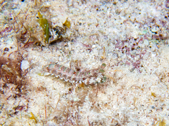 Gonodactylidae