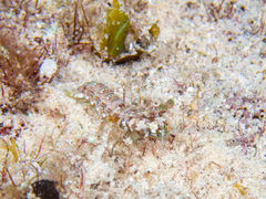 Gonodactylidae