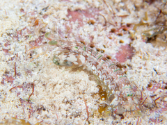 Gonodactylidae