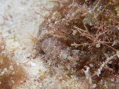 Gonodactylidae