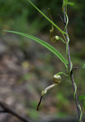 Aristolochia thozetii