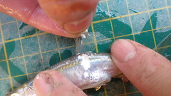 Hemiculter leucisculus