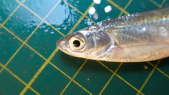 Hemiculter leucisculus