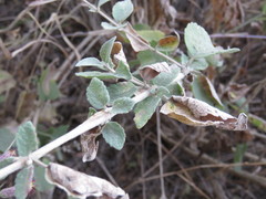 Brickellia paniculata