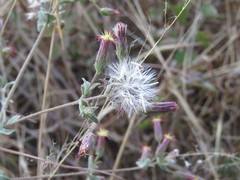 Brickellia paniculata