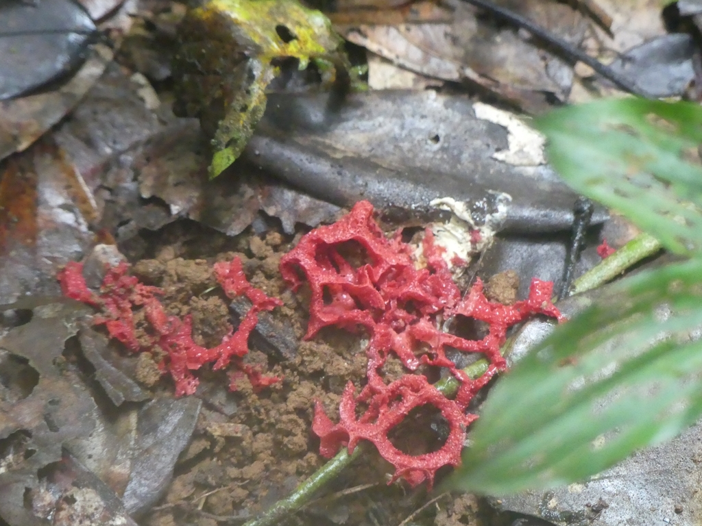 Clathrus