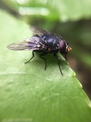 Calliphoroides antennatis