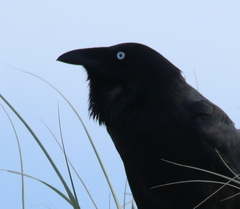 Corvus tasmanicus boreus