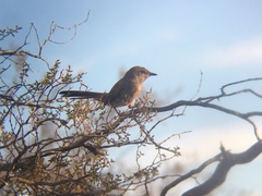 Pseudasthenes steinbachi