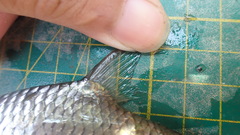 Barbonymus gonionotus