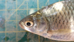 Barbonymus gonionotus