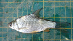 Barbonymus gonionotus