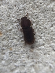 Pycnomerodes peregrinus