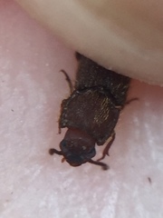 Pycnomerodes peregrinus