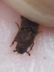 Pycnomerodes peregrinus