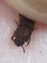 Pycnomerodes peregrinus