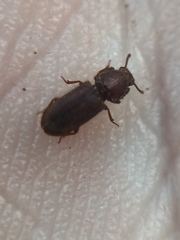 Pycnomerodes peregrinus