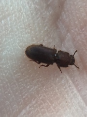 Pycnomerodes peregrinus