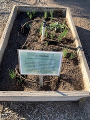 Allium cepa aggregatum