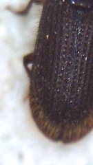 Pycnomerodes peregrinus