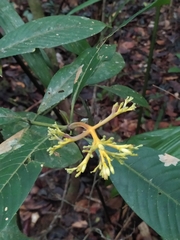 Palicourea quadrifolia