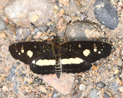 Castilia angusta