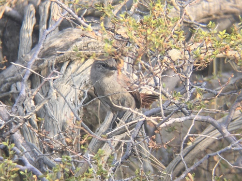 Steinbach's Canastero (Pseudasthenes steinbachi), photo 7