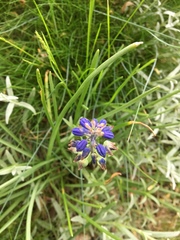 Muscari neglectum