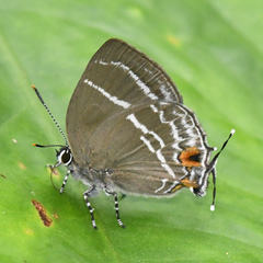 Cupathecla cupentus