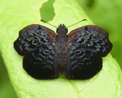 Cycloglypha enega