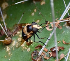 Copestylum abdominale