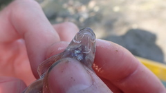 Microphysogobio alticorpus