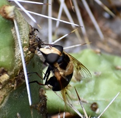 Copestylum abdominale