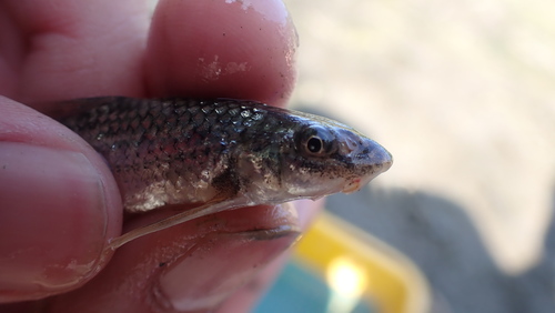 Chen's gudgeon (Gobiobotia cheni) — Cyprinidae — 5