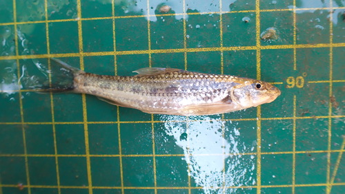 Chen's gudgeon (Gobiobotia cheni) — Cyprinidae
