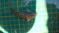 Rhinogobius similis
