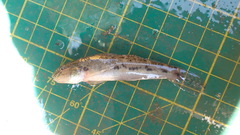Rhinogobius similis