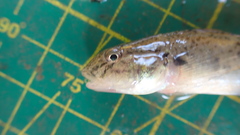 Rhinogobius similis