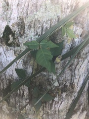 Toxicodendron radicans image